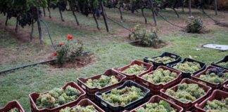 Τρύγος για τις λευκές ποικιλίες στον αστικό αμπελώνα του Δ. Θεσσαλονίκης