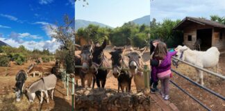 Γαϊδουροχώρα: Ένας εναλλακτικός χώρος ψυχαγωγίας και εκπαίδευσης αφιερωμένος στο γαϊδουράκι