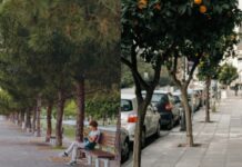 Ρεκόρ φυτεύσεων στον Δήμο Θεσσαλονίκης – Αυξήθηκε σε 30 μήνες ο πληθυσμός των δέντρων κατά 41,6%