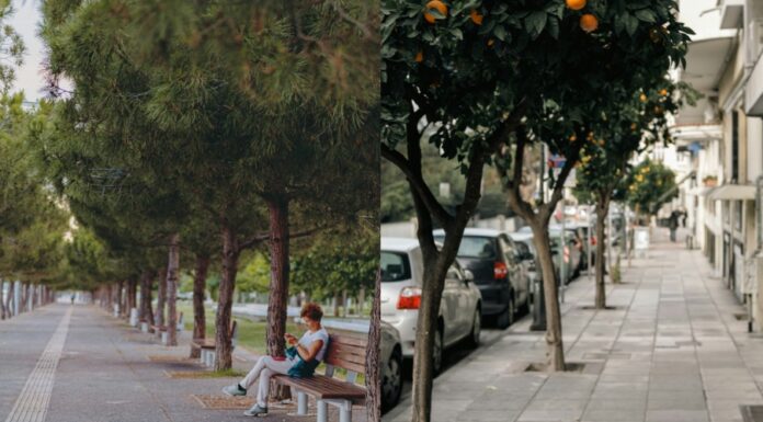 Ρεκόρ φυτεύσεων στον Δήμο Θεσσαλονίκης – Αυξήθηκε σε 30 μήνες ο πληθυσμός των δέντρων κατά 41,6%
