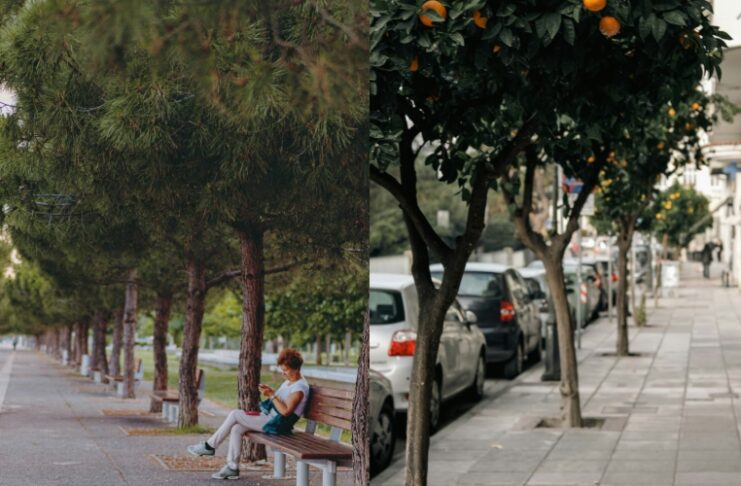Ρεκόρ φυτεύσεων στον Δήμο Θεσσαλονίκης – Αυξήθηκε σε 30 μήνες ο πληθυσμός των δέντρων κατά 41,6%