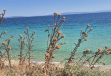 Νέα Πλάγια Χαλκιδικής: Έρχεται ένα διήμερο γεμάτο μουσική, χορό και παράδοση